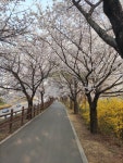 탄천 벚꽃길.avi - 뽐뿌:자유게시판 탄천 벚꽃길.avi