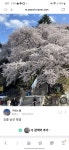 주말에 강릉오시면 경포나 남산공원가서 벚꽃보세요~ - 뽐뿌:자유게시판 주말에 강릉오시면 경포나 남산공원가서 벚꽃보세요~