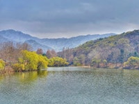 과천 서울대공원 벚꽃 상황.jpg - 뽐뿌:자유게시판 과천 서울대공원 벚꽃 상황.jpg