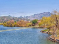 과천 서울대공원 벚꽃 상황.jpg - 뽐뿌:자유게시판 과천 서울대공원 벚꽃 상황.jpg