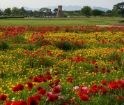 23-05-21 흰민들레,경주 월정교와 첨성대 - 뽐뿌:등산포럼 23-05-21 흰민들레,경주 월정교와 첨성대