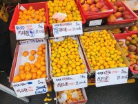 세화 5일장 - 뽐뿌:자유게시판 세화 5일장