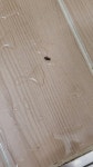 (사진주의) 화장실에서 나오는 이거 바퀴벌레 인가요? - 뽐뿌:자유게시판 (사진주의) 화장실에서 나오는 이거 바퀴벌레 인가요?