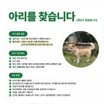 아리(강아지) 를 찾습니다. 영등포구 양평동 실종 - 뽐뿌:자유게시판 아리(강아지) 를  찾습니다. 영등포구  양평동  실종