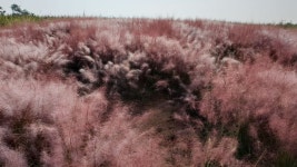 빨리 가을이 오면 좋겠네요 - 뽐뿌:자유갤러리 빨리 가을이 오면 좋겠네요