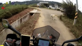 시골에서 개를 만나면 조심해야 하는 이유.JPG - 뽐뿌:자유게시판 시골에서 개를 만나면 조심해야 하는 이유.JPG