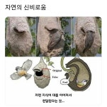 자연의신비 레전드 - 뽐뿌:유머/감동 자연의신비 레전드