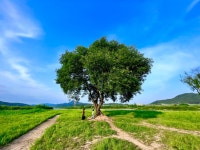 나무와 하늘 - 뽐뿌:자유갤러리 나무와 하늘