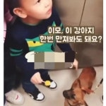 이모 이 강아지 한번 만져 봐도 돼요?? - 뽐뿌:자유게시판 이모 이 강아지 한번 만져 봐도 돼요??