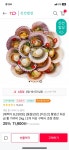 활 가리비 2kg(8,330원/무료) - 뽐뿌:뽐뿌게시판 [11번가] [혜택가 8,330원] [품질보장] [더신선] 통영산 최상급 활 가리비 2kg(8,330원/무료)
