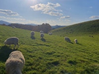 대관령양떼목장 - 뽐뿌:자유갤러리 대관령양떼목장
