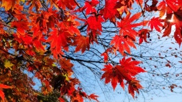 도봉산 만월암 단풍 상황 (2023 1021 현재) - 뽐뿌:등산포럼 도봉산 만월암 단풍 상황 (2023 1021 현재)