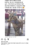 생선 사러 매일 오는 고양이 - 뽐뿌:자유게시판 생선 사러 매일 오는 고양이