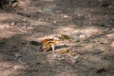 23-11-03 부산 회동수원지 갈맷길과 단풍,그리고 말똥가리와 까마귀 공중전 - 뽐뿌:등산포럼 23-11-03 부산 회동수원지 갈맷길과 단풍,그리고... 