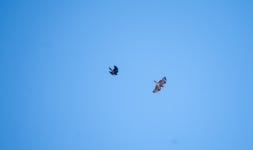 23-11-03 부산 회동수원지 갈맷길과 단풍,그리고 말똥가리와 까마귀 공중전 - 뽐뿌:등산포럼 23-11-03 부산 회동수원지 갈맷길과 단풍,그리고... 