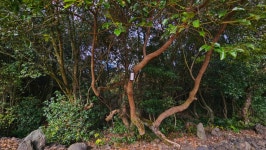 장작무한리필 - 뽐뿌:캠핑포럼 장작무한리필