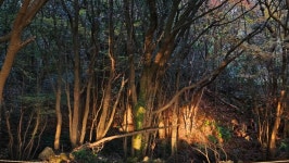 장작무한리필 - 뽐뿌:캠핑포럼 장작무한리필