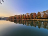 담양 관방제림 - 뽐뿌:자유갤러리 담양 관방제림