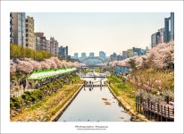 따사로운 불광천의 봄 - 뽐뿌:자유갤러리 따사로운 불광천의 봄
