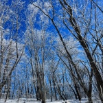 [소백산] 어의곡 원점회기_12/22 - 뽐뿌:등산포럼 [소백산] 어의곡 원점회기_12/22