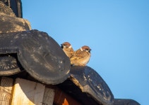 황산공원 참새 - 뽐뿌:자유갤러리 황산공원 참새