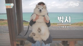 동물농장 전설의 뚱스키 보셨나요? 유기견 시절 전후 충격ㄷㄷ - 뽐뿌:유튜브/숏폼  동물농장 전설의 뚱스키 보셨나요? 유기견 시절 전후 충격ㄷㄷ