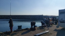 감포항 전어낚시 - 뽐뿌:낚시포럼 감포항 전어낚시