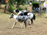 사랑하는 웬수덩어리 털뭉치 82 - 뽐뿌:자유갤러리 사랑하는 웬수덩어리 털뭉치 82