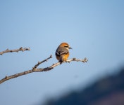 황산공원 때까치 - 뽐뿌:자유갤러리 황산공원 때까치