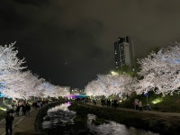 천안 원성천 벚꽃 - 뽐뿌:자유갤러리 천안 원성천 벚꽃
