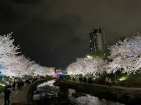 천안 원성천 벚꽃 - 뽐뿌:자유갤러리 천안 원성천 벚꽃