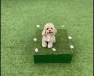 귀여운 강아지 말티푸 보스 - 뽐뿌:자유갤러리 귀여운 강아지 말티푸 보스