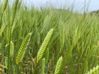 제주도 청보리는 아직입니다 - 뽐뿌:자유게시판 제주도 청보리는 아직입니다