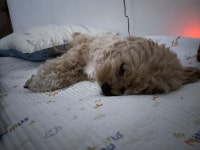 굿 밤입니다 - 뽐뿌:자유갤러리 굿 밤입니다