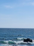 제주도와서 돌고래봤습니다 - 뽐뿌:자유게시판 제주도와서 돌고래봤습니다
