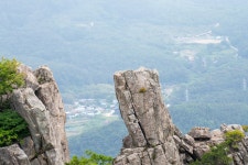 24-05-26 달음산의 동해바다와 인동초꽃,그리고 박새 - 뽐뿌:등산포럼 24-05-26 달음산의 동해바다와 인동초꽃,그리고 박새