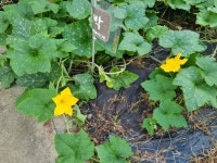 호박꽃이 예쁘게 피었네요 - 뽐뿌:자유갤러리 호박꽃이  예쁘게 피었네요