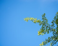 해운대 APEC나루공원과 배롱나무꽃 - 뽐뿌:자유갤러리 해운대 APEC나루공원과 배롱나무꽃