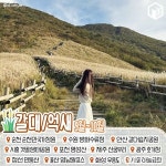 시기별 가을꽃 명소 - 뽐뿌:이것저것공유 시기별 가을꽃 명소