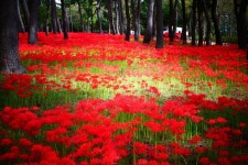 울산 대왕암 공원. 꽃무릇 - 뽐뿌:자유갤러리 울산 대왕암 공원. 꽃무릇