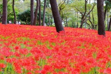 울산 대왕암 공원. 꽃무릇 - 뽐뿌:자유갤러리 울산 대왕암 공원. 꽃무릇