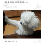 우리 뭐 먹을때 자기도 달라는 강아지 - 뽐뿌:자유게시판 우리 뭐 먹을때 자기도 달라는 강아지