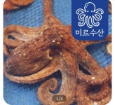 [남도장터] 돌문어 1kg 1~3미 (16,800원/무료) - 뽐뿌:뽐뿌게시판  [남도장터] 돌문어 1kg 1~3미 (16,800원/무료)