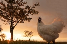 울 집 꼬꼬 - 뽐뿌:자유갤러리 울 집 꼬꼬