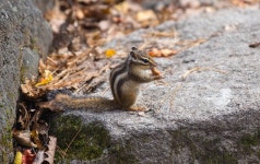 다람쥐 - 뽐뿌:자유갤러리 다람쥐