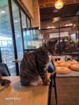 조카와 고양이 카페 왔습니다 - 뽐뿌:자유게시판 조카와 고양이 카페 왔습니다