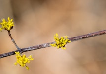 25-03-09 달음산 홍매화와 산수유꽃 - 뽐뿌:등산포럼 25-03-09 달음산 홍매화와 산수유꽃