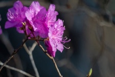 진달래꽃과 생강나무꽃,그리고 노랑제비꽃 - 뽐뿌:자유갤러리  진달래꽃과 생강나무꽃,그리고 노랑제비꽃