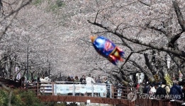 어제 진해 벚꽃만개 사진 - 뽐뿌:자유게시판 어제 진해 벚꽃만개 사진