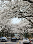지금 제주 벚꽃은 이렇습니다 - 뽐뿌:여행포럼 지금 제주 벚꽃은 이렇습니다